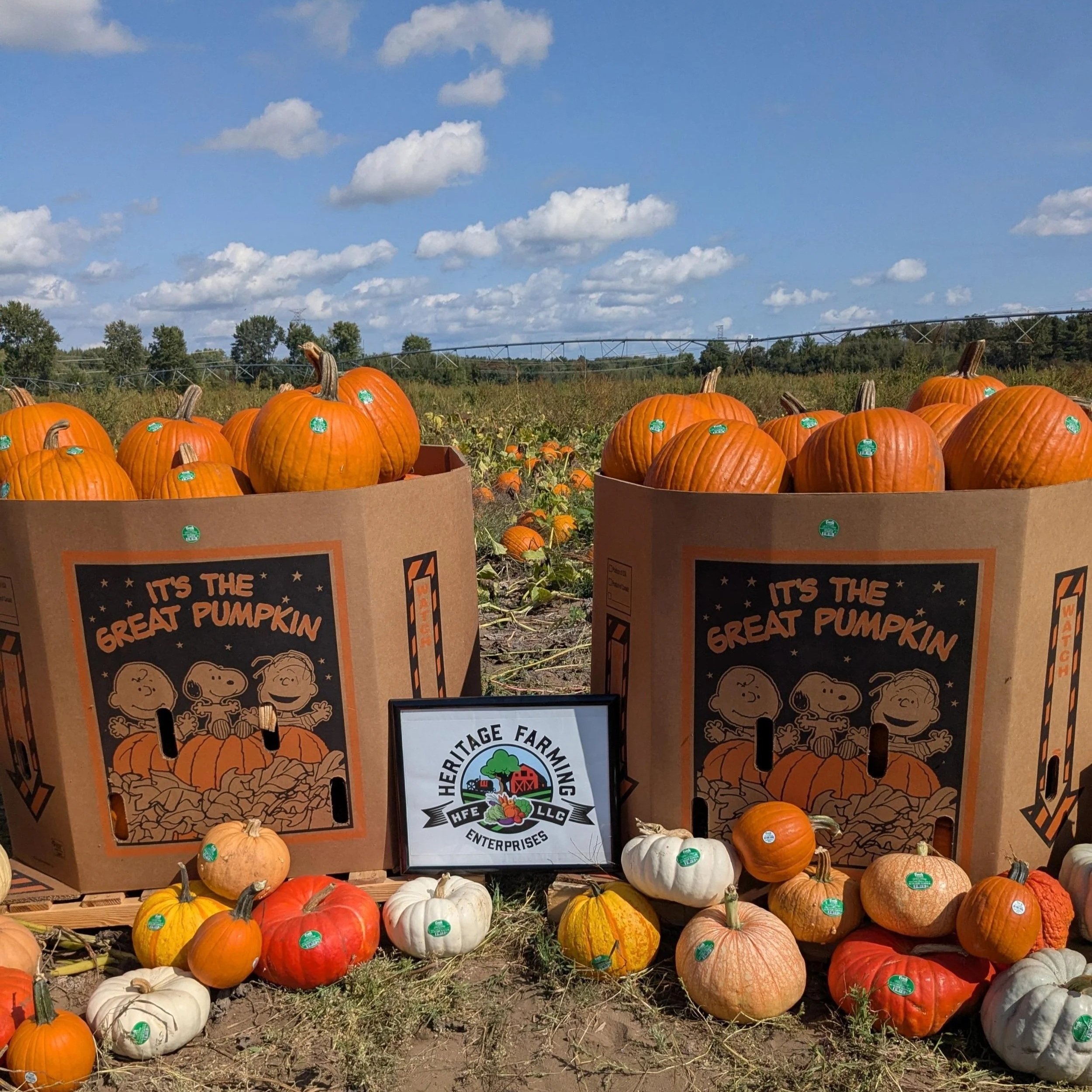 Christine+McAfee+-+Meijer+pumpkin+photoshoot+2025 Pumpkins of various sizes and colors displayed in large cardboard boxes labeled "It's the Great Pumpkin," with a sign for Heritage Farming Enterprises in a pumpkin patch under a blue sky with clouds.