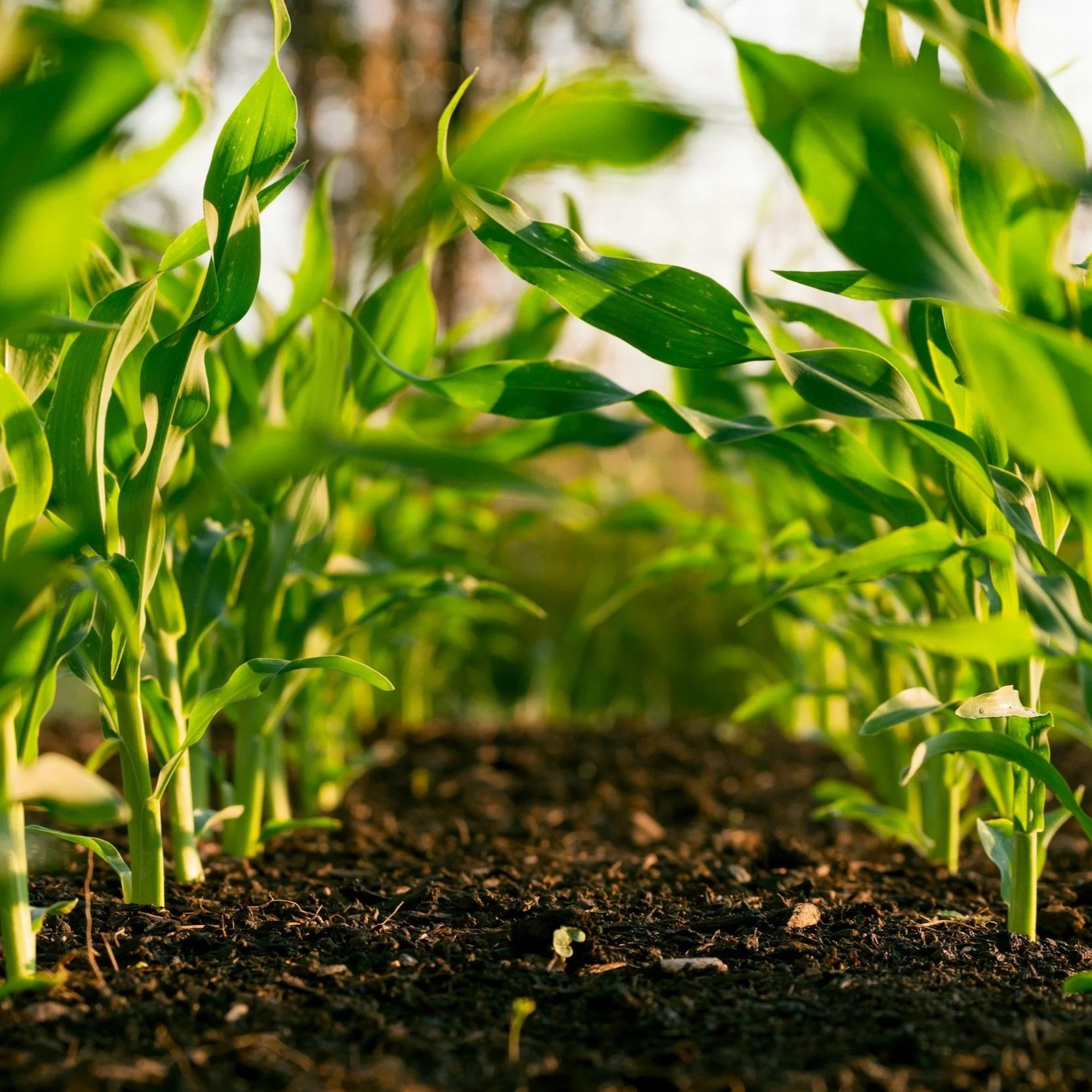 unsplash-image-DUPFowqI6oI Close-up view of healthy green corn plants growing in rich, dark soil under natural sunlight, showcasing the lush foliage and agricultural growth.