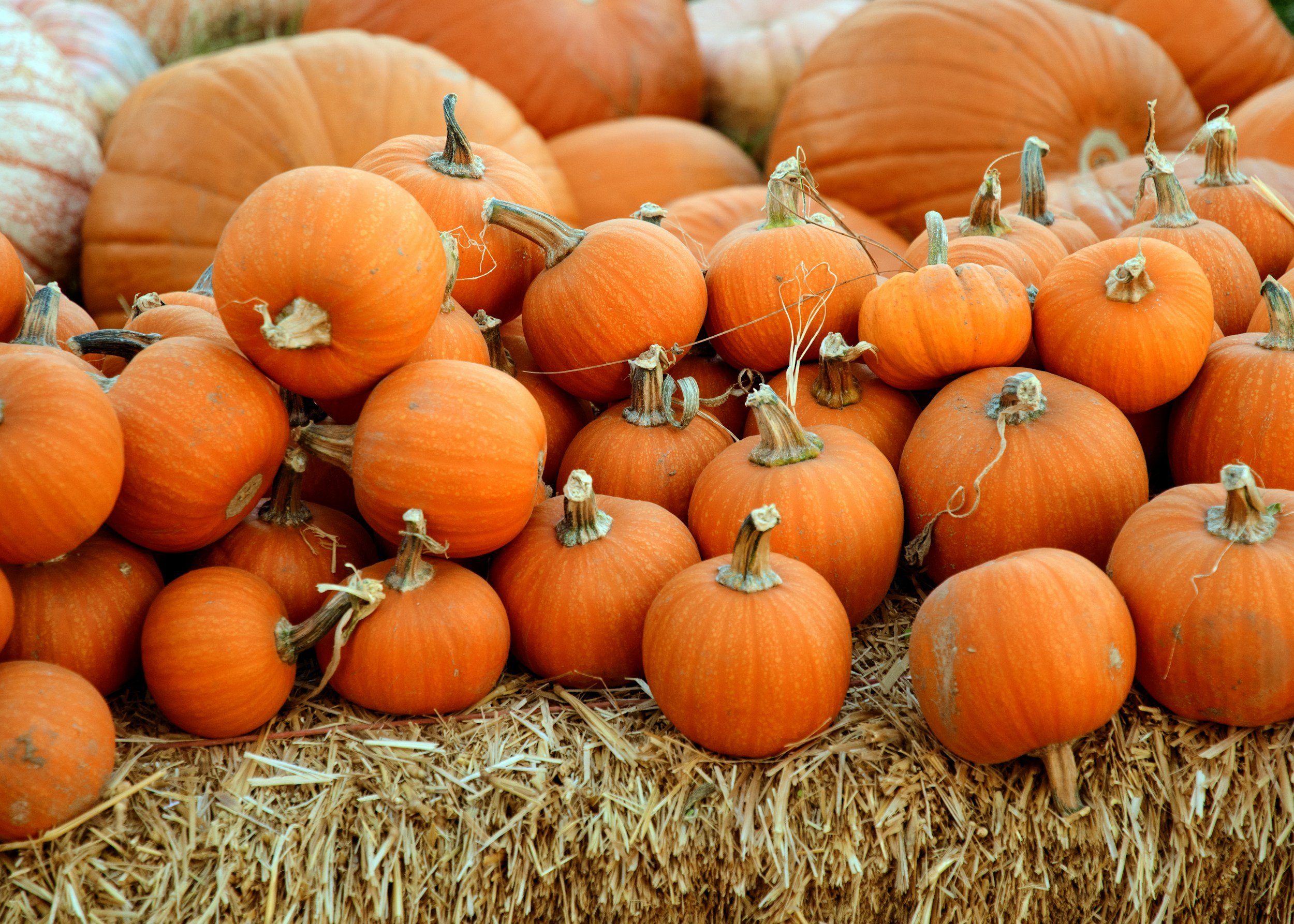 unsplash-image-VQtBAHVRgvc A vibrant display of small orange pumpkins stacked on a straw bale, showcasing their smooth texture and varying sizes, perfect for fall decorations and seasonal recipes.